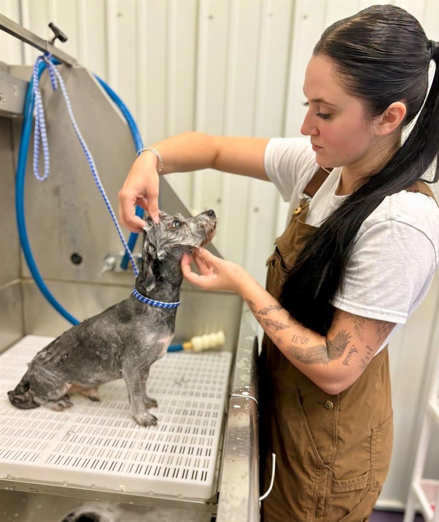 Riley Todd bathing a schnauzer in her grooming studio